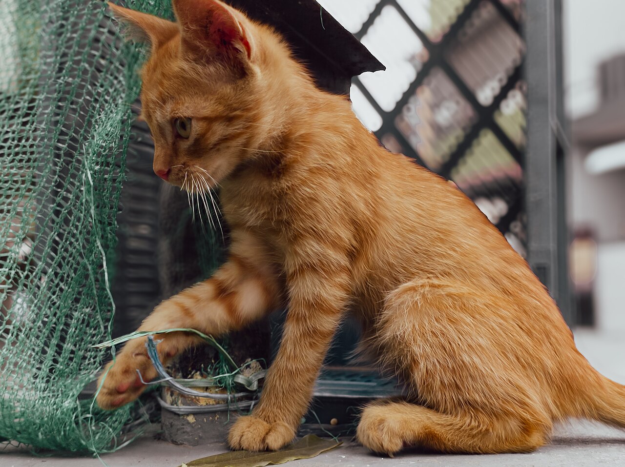 A kitten
